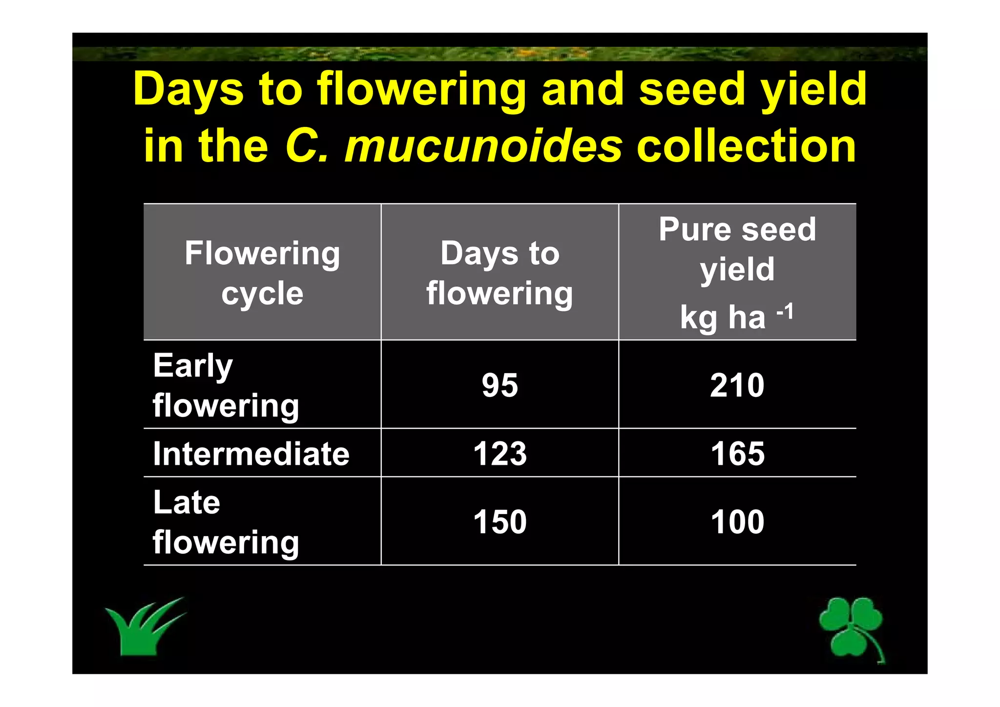 Calopogonium Mucunoides