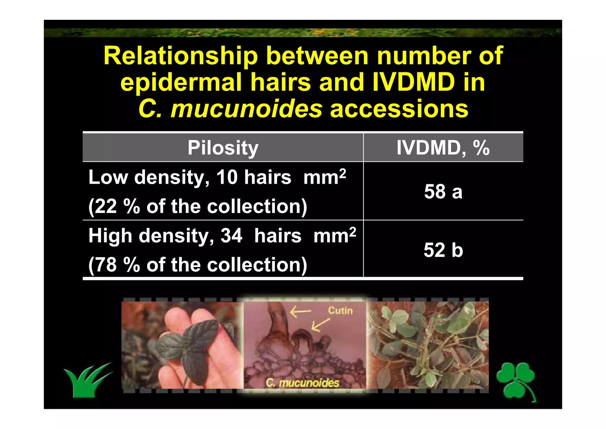 Calopogonium Mucunoides