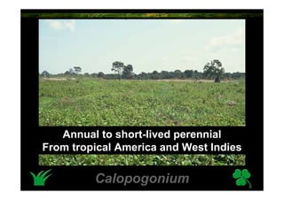 Annual to short-lived perennial
From tropical America and West Indies

         Calopogonium
 