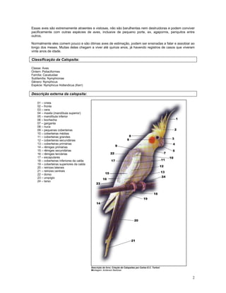 Calopsita Mansa - www.calopsitabr.blogspot.com