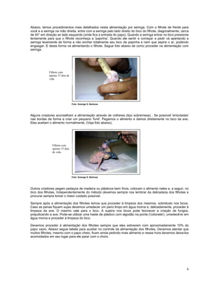 Calopsita Mansa - www.calopsitabr.blogspot.com