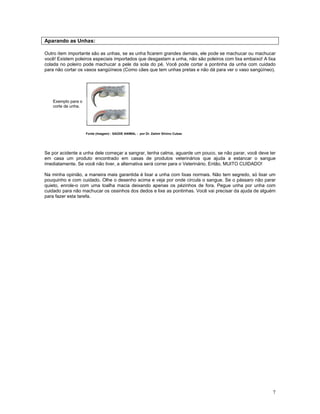 Calopsita Mansa - www.calopsitabr.blogspot.com