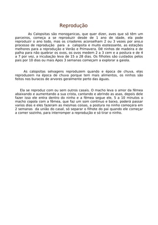 Calopsita Mansa - www.calopsitabr.blogspot.com