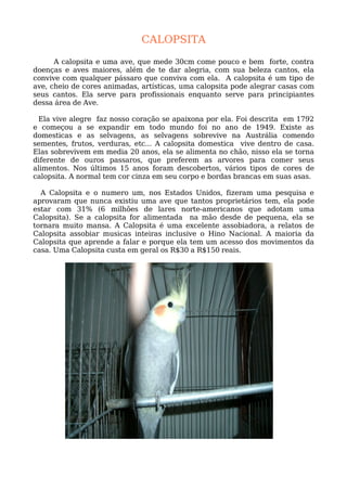 Calopsita Mansa - www.calopsitabr.blogspot.com