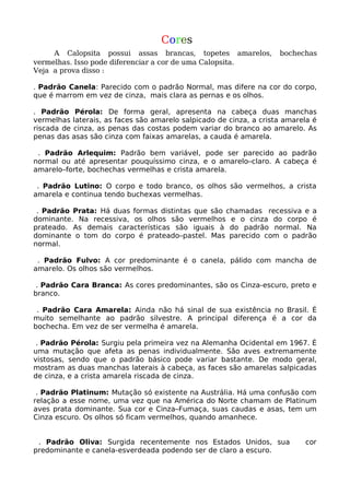 Calopsita Mansa - www.calopsitabr.blogspot.com