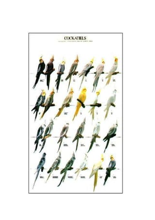 Calopsita Mansa - www.calopsitabr.blogspot.com