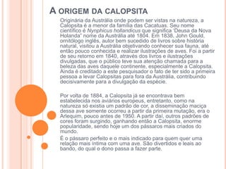 A ORIGEM DA CALOPSITA
Originária da Austrália onde podem ser vistas na natureza, a
Calopsita é a menor da família das Cacatuas. Seu nome
científico é Nynphicus hollandicus que significa „Deusa da Nova
Holanda” nome da Austrália até 1804. Em 1838, John Gould,
ornitólogo inglês, autor bem sucedido de livros sobre história
natural, visitou a Austrália objetivando conhecer sua fauna, até
então pouco conhecida e realizar ilustrações de aves. Foi a partir
de seu retorno em 1840, através dos livros e ilustrações
divulgadas, que o público teve sua atenção chamada para a
beleza das aves daquele continente, especialmente a Calopsita.
Ainda é creditado a este pesquisador o fato de ter sido a primeira
pessoa a levar Calopsitas para fora da Austrália, contribuindo
decisivamente para a divulgação da espécie.
Por volta de 1884, a Calopsita já se encontrava bem
estabelecida nos aviários europeus, entretanto, como na
natureza só existia um padrão de cor, a disseminação maciça
dessa ave somente ocorreu a partir da primeira mutação, era o
Arlequim, pouco antes de 1950. A partir daí, outros padrões de
cores foram surgindo, ganhando então a Calopsita, enorme
popularidade, sendo hoje um dos pássaros mais criados do
mundo.
É o pássaro perfeito e o mais indicado para quem quer uma
relação mais íntima com uma ave. São divertidos e leais ao
bando, do qual o dono passa a fazer parte.
 