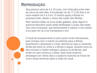 REPRODUÇÃO
Sua postura varia de 4 a 10 ovos, com intervalos entre eles
de cerca de dois dias. A incubação vai de 17 a 22 dias e os
ovos medem de 2 a 3 cm. O macho ajuda a fêmea no
processo todo, desde o choco até cuidar dos filhotes.
Nem sempre todos os ovos estão galados, após alguns é
possível descobrir quais estão fertilizados e quais não estão
com uma ovoscopia, que basicamente é colocar o ovo contra
a luz para ver se a luz transpassa o ovo.
O ritual de acasalamento é outro ponto muito interessante,
pois começa com o macho se exibindo para a fêmea,
levantando e abaixando a crista, abrindo as asas e cantando.
Então ele entra no ninho e a fêmea o segue, durante cinco ou
dez minutos o macho esfrega a cloaca na da fêmea, que
emite um som continuo e baixo. Este ritual costuma
prosseguir por vários dias e a postura costuma se iniciar de
uma a duas semanas após a união do casal.
 