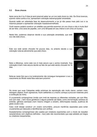 20

5.3    Ovos chocos


Após cerca de 4 ou 5 dias já será possível saber se um ovo está choco ou não. Os Ovos brancos,
quando vistos contra a luz, apresentam coloração esbranquiçada/ amarelada.
Quando estão em adiantada fase de desenvolvimento a luz já não passa mais pelo ovo e os
mesmos passam a apresentar coloração rosada/avermelhada.
Você mesmo poderá construir um artefato que permita examinar um ovo choco e isto é muito fácil
de ser feito: uma caixa de papelão, com uma lâmpada em seu interior e em cima um buraco.


Nesta foto, podemos observar devido a sua coloração amarelada, que este
ovo não está choco.




Este ovo está sendo chocado há poucos dias, no entanto devido a sua
coloração nota-se plenamente que está choco.




Note a diferença, como este ovo é mais escuro que o acima mostrado. Sua
coloração é bem mais escura devido ao fato de que está sendo chocado há 14
dias.




Nota-se nesta foto que a luz praticamente não consegue transpassar o ovo, o
nascimento do filhote nesta fase está bem próximo!




Os sinais que suas Calopsitas estão próximas da reprodução são muito claros: cantam mais;
estragam objetos; ficam agressivas; ficam saltitantes e o macho começa a procurar materiais para
a confecção do ninho.
O cruzamento consangüíneo (irmão com irmã de mesmas ou diferentes ninhadas, pai com filha,
avô com neta...) tem riscos genéticos e alguns poderão ser fatais, como má formação cardíaca do
embrião, gêmeos siameses (nem mesmo chegam a eclodir), deformações ósseas, ausência de
globo ocular e etc.
Caso você deseje construir um viveiro comunitário, procure mantê-las separadas para evitar
cruzamentos por descuido e identificá-las com anilhas.
Acasalamentos consangüíneos são usados por criadores experientes com o intuito de ressaltar
características com objetivos definidos - risco este não recomendado que seja adotado por leigos
ou criadores inexperientes.
 
