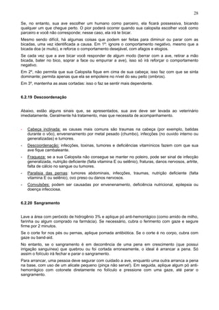 28

Se, no entanto, sua ave escolher um humano como parceiro, ela ficará possessiva, bicando
qualquer um que chegue perto. O pior poderá ocorrer quando sua calopsita escolher você como
parceiro e você não corresponde; nesse caso, ela irá te bicar.
Mesmo sendo difícil, há algumas coisas que podem ser feitas para diminuir ou parar com as
bicadas, uma vez identificada a causa. Em 1º: ignore o comportamento negativo, mesmo que a
bicada doa (e muito), e reforce o comportamento desejável, com afagos e elogios.
Se cada vez que a ave bicar você responder de algum modo (berrar com a ave, retirar a mão
bicada, bater no bico, soprar a face ou empurrar a ave), isso só irá reforçar o comportamento
negativo.
Em 2º, não permita que sua Calopsita fique em cima de sua cabeça; isso faz com que se sinta
dominante; permita apenas que ela se empoleire no nível do seu peito (ombros).
Em 3º, mantenha as asas cortadas: isso o faz se sentir mais dependente.


6.2.19 Descoordenação


Abaixo, estão alguns sinais que, se apresentados, sua ave deve ser levada ao veterinário
imediatamente. Geralmente há tratamento, mas que necessita de acompanhamento.


-   Cabeça inclinada: as causas mais comuns são traumas na cabeça (por exemplo, batidas
    durante o vôo), envenenamento por metal pesado (chumbo), infecções (no ouvido interno ou
    generalizadas) e tumores.
-   Descoordenação: infecções, toxinas, tumores e deficiências vitamínicos fazem com que sua
    ave fique cambaleante.
-   Fraqueza: se a sua Calopsita não consegue se manter no poleiro, pode ser sinal de infecção
    generalizada, nutrição deficiente (falta vitamina E ou selênio), fraturas, danos nervosos, artrite,
    falta de cálcio no sangue ou tumores.
-   Paralisia das pernas: tumores abdominais, infecções, traumas, nutrição deficiente (falta
    vitamina E ou selênio), ovo preso ou danos nervosos.
-   Convulsões: podem ser causadas por envenenamento, deficiência nutricional, epilepsia ou
    doença infecciosa.


6.2.20 Sangramento


Lave a área com peróxido de hidrogênio 3% e aplique pó anti-hemorrágico (como amido de milho,
farinha ou algum comprado na farmácia). Se necessário, cubra o ferimento com gaze e segure
firme por 2 minutos.
Se o corte for nos pés ou pernas, aplique pomada antibiótica. Se o corte é no corpo, cubra com
gaze ou band-aid.
No entanto, se o sangramento é em decorrência de uma pena em crescimento (que possui
irrigação sanguínea) que quebrou ou foi cortada erroneamente, o ideal é arrancar a pena. Só
assim o folículo irá fechar e parar o sangramento.
Para arrancar, uma pessoa deve segurar com cuidado a ave, enquanto uma outra arranca a pena
na base, com uso de um alicate pequeno (pinça não serve!). Em seguida, aplique algum pó anti-
hemorrágico com cotonete diretamente no folículo e pressione com uma gaze, até parar o
sangramento.
 