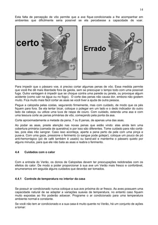 14

Esta falta de percepção de vôo permite que a ave fique condicionada a lhe acompanhar em
ambientes que dificilmente seria possível se ela percebesse a capacidade de voar.




Para impedir que o pássaro voe, é preciso cortar algumas penas de vôo. Essa medida permite
que você lhe dê mais liberdade fora da gaiola, sem se preocupar o tempo todo com uma possível
fuga. Outra vantagem é impedir que se choque contra uma parede ou janela, ou provoque algum
acidente (como cair na água ou no fogo). O corte das penas não causa dor, embora não gostem
muito. Fica muito mais fácil cortar as asas se você tiver a ajuda de outra pessoa.
Pegue a calopsita pelas costas, segurando firmemente, mas com cuidado, de modo que os pés
fiquem para fora. Se ela tentar bicar, coloque o polegar em um lado e o dedo indicador do outro
lado da cabeça, ou utilize uma luva de raspa de couro. Com cuidado, estenda uma asa e com
uma tesoura corte as penas primárias de vôo, começando pela ponta da asa.
Corte aproximadamente a metade da pena, 7 ou 8 penas, de apenas uma das asas.
Ao podar as asas, preste atenção nas novas penas que estão vindo: elas ainda tem uma
cobertura primária (camada de queratina) e por isso são diferentes. Tome cuidado para não cortá-
las, pois elas irão sangrar. Caso isso aconteça, aperte a pena perto da pele com uma pinça e
puxe-a. Com uma gaze, pressione o ferimento (o sangue pode gotejar), coloque um pouco de pó
anti-hemorrágico (pó de café também é usado) ou band-aid e mantenha o pássaro quieto por
alguns minutos, para que ele não bata as asas e reabra o ferimento.


4.4    Cuidados com o calor


Com a entrada do Verão, os donos de Calopsitas devem ter preocupações redobradas com os
efeitos do calor. De modo a poder proporcionar à sua ave um Verão mais fresco e confortável,
enumeramos em seguida alguns cuidados que deverão ser tomados.


4.4.1 Controle de temperatura no interior da casa


Se possuir ar condicionado nunca coloque a sua ave próxima do ar fresco. As aves possuem uma
capacidade natural de se adaptar a variações suaves de temperatura, no entanto caso fiquem
muito expostas ao frio poderão adoecer. Programe o ar condicionado para uma temperatura
ambiente normal e constante.
Se você não tem ar condicionado e a sua casa é muito quente no Verão, há um conjunto de ações
a tomar:
 