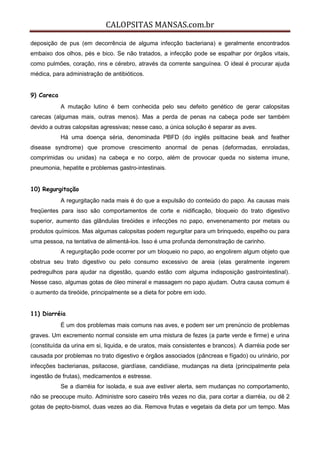 CALOPSITAS MANSAS.com.br
deposição de pus (em decorrência de alguma infecção bacteriana) e geralmente encontrados
embaixo dos olhos, pés e bico. Se não tratados, a infecção pode se espalhar por órgãos vitais,
como pulmões, coração, rins e cérebro, através da corrente sanguínea. O ideal é procurar ajuda
médica, para administração de antibióticos.
9) Careca
A mutação lutino é bem conhecida pelo seu defeito genético de gerar calopsitas
carecas (algumas mais, outras menos). Mas a perda de penas na cabeça pode ser também
devido a outras calopsitas agressivas; nesse caso, a única solução é separar as aves.
Há uma doença séria, denominada PBFD (do inglês psittacine beak and feather
disease syndrome) que promove crescimento anormal de penas (deformadas, enroladas,
comprimidas ou unidas) na cabeça e no corpo, além de provocar queda no sistema imune,
pneumonia, hepatite e problemas gastro-intestinais.
10) Regurgitação
A regurgitação nada mais é do que a expulsão do conteúdo do papo. As causas mais
freqüentes para isso são comportamentos de corte e nidificação, bloqueio do trato digestivo
superior, aumento das glândulas tireóides e infecções no papo, envenenamento por metais ou
produtos químicos. Mas algumas calopsitas podem regurgitar para um brinquedo, espelho ou para
uma pessoa, na tentativa de alimentá-los. Isso é uma profunda demonstração de carinho.
A regurgitação pode ocorrer por um bloqueio no papo, ao engolirem algum objeto que
obstrua seu trato digestivo ou pelo consumo excessivo de areia (elas geralmente ingerem
pedregulhos para ajudar na digestão, quando estão com alguma indisposição gastrointestinal).
Nesse caso, algumas gotas de óleo mineral e massagem no papo ajudam. Outra causa comum é
o aumento da tireóide, principalmente se a dieta for pobre em iodo.
11) Diarréia
É um dos problemas mais comuns nas aves, e podem ser um prenúncio de problemas
graves. Um excremento normal consiste em uma mistura de fezes (a parte verde e firme) e urina
(constituída da urina em si, liquida, e de uratos, mais consistentes e brancos). A diarréia pode ser
causada por problemas no trato digestivo e órgãos associados (pâncreas e fígado) ou urinário, por
infecções bacterianas, psitacose, giardíase, candidíase, mudanças na dieta (principalmente pela
ingestão de frutas), medicamentos e estresse.
Se a diarréia for isolada, e sua ave estiver alerta, sem mudanças no comportamento,
não se preocupe muito. Administre soro caseiro três vezes no dia, para cortar a diarréia, ou dê 2
gotas de pepto-bismol, duas vezes ao dia. Remova frutas e vegetais da dieta por um tempo. Mas
 