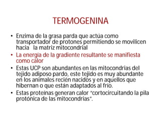 TERMOGENINA
• Enzima de la grasa parda que actúa como
transportador de protones permitiendo se movilicen
hacia la matriz mitocondrial
• La energía de la gradiente resultante se manifiesta
como calor
• Estas UCP son abundantes en las mitocondrias del
tejido adiposo pardo, este tejido es muy abundante
en los animales recién nacidos y en aquellos que
hibernan o que están adaptados al frío.
• Estas proteínas generan calor “cortocircuitando la pila
protónica de las mitocondrias”.
 