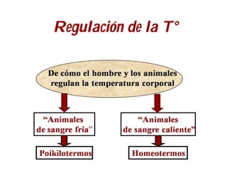 Regulación de la T°
 