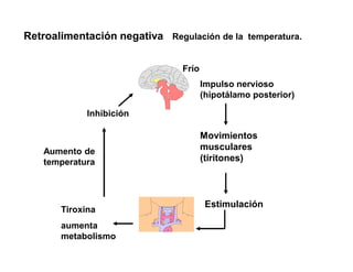 Retroalimentación negativa Regulación de la temperatura.
Impulso nervioso
(hipotálamo posterior)
Movimientos
musculares
(tiritones)
Estimulación
Tiroxina
aumenta
metabolismo
Inhibición
Frío
Aumento de
temperatura
 
