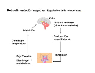 Retroalimentación negativa Regulación de la temperatura.
Impulso nervioso
(hipotálamo anterior)
Sudoración
vasodilatación
Inhibición
Baja Tiroxina
Disminuye
metabolismo
Inhibición
Calor
Disminuye
temperatura
 