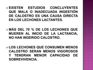  EXISTEN

ESTUDIOS CONCLUYENTES
QUE MALA O INADECUADA INGESTIÓN
DE CALOSTRO ES UNA CAUSA DIRECTA
EN LOS LECHONES LACTANTES.

 MÁS

DEL 70 % DE LOS LECHONES QUE
MUEREN AL INICIO DE LA LACTANCIA,
NO HAN INGERIDO CALOSTRO.

 LOS

LECHONES QUE CONSUMEN MENOS
CALOSTRO SERAN MENOS VIGOROSOS
Y TENDRAN MENOR CAPACIDAD DE
SOBREVIVENCIA.

 