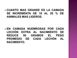  CUANTO

MAS GRANDE ES LA CAMADA
SE INCREMENTA DE 10 AL 20 % DE
ANIMALES MAS LIGEROS.

 EN

CAMADA NUEMROSAS POR CADA
LECHÓN EXTRA AL NACIMIENTO SE
REDUCE
50
GRAMOS
EL
PESO
PROMEDIO DE CADA LECHÓN AL
NACIMIENTO.

 