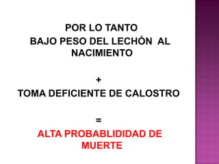 POR LO TANTO
BAJO PESO DEL LECHÓN AL
NACIMIENTO

+
TOMA DEFICIENTE DE CALOSTRO
=
ALTA PROBABLIDIDAD DE
MUERTE

 