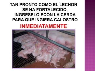 TAN PRONTO COMO EL LECHON
SE HA FORTALECIDO,
INGRESELO ECON LA CERDA
PARA QUE INGIERA CALOSTRO

INMEDIATAMENTE

 