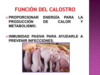  PROPORCIONAR

PRODUCCIÓN
METABOLISMO.
 INMUNIDAD

ENERGÍA PARA
DE
CALOR

LA
Y

PASIVA PARA AYUDARLE A
PREVENIR INFECCIONES.

 