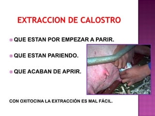  QUE

ESTAN POR EMPEZAR A PARIR.

 QUE

ESTAN PARIENDO.

 QUE

ACABAN DE APRIR.

CON OXITOCINA LA EXTRACCIÓN ES MAL FÁCIL.

 