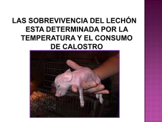 LAS SOBREVIVENCIA DEL LECHÓN
ESTA DETERMINADA POR LA
TEMPERATURA Y EL CONSUMO
DE CALOSTRO

 