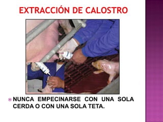  NUNCA

EMPECINARSE CON UNA SOLA
CERDA O CON UNA SOLA TETA.

 