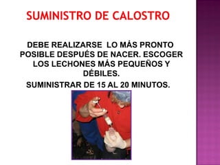 DEBE REALIZARSE LO MÁS PRONTO
POSIBLE DESPUÉS DE NACER. ESCOGER
LOS LECHONES MÁS PEQUEÑOS Y
DÉBILES.
SUMINISTRAR DE 15 AL 20 MINUTOS.

 