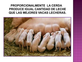 PROPORCIONALMENTE LA CERDA
PRODUCE IGUAL CANTIDAD DE LECHE
QUE LAS MEJORES VACAS LECHERAS.

 