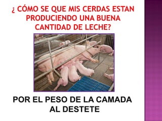 POR EL PESO DE LA CAMADA
AL DESTETE

 