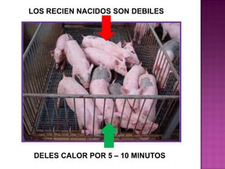 LOS RECIEN NACIDOS SON DEBILES

DELES CALOR POR 5 – 10 MINUTOS

 