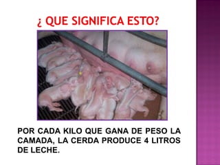 POR CADA KILO QUE GANA DE PESO LA
CAMADA, LA CERDA PRODUCE 4 LITROS
DE LECHE.

 