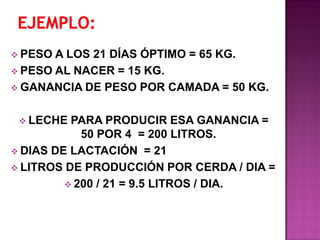  PESO

A LOS 21 DÍAS ÓPTIMO = 65 KG.
 PESO AL NACER = 15 KG.
 GANANCIA DE PESO POR CAMADA = 50 KG.
 LECHE

PARA PRODUCIR ESA GANANCIA =
50 POR 4 = 200 LITROS.
 DIAS DE LACTACIÓN = 21
 LITROS DE PRODUCCIÓN POR CERDA / DIA =
 200 / 21 = 9.5 LITROS / DIA.

 