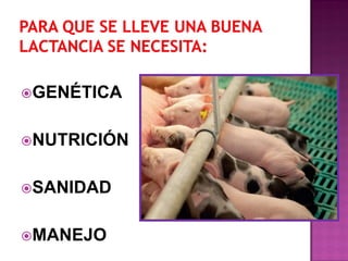 GENÉTICA
NUTRICIÓN

SANIDAD
MANEJO

 