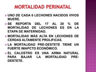 UNO DE CADA 6 LECHONES NACIDOS VIVOS
MUERE.
 SE
REPORTA DEL 17 AL 20 % DE
MORTALIDAD DE LECHONES ES EN LA
ETAPA DE MATERNIDAD.
 MORTALIDAD MÁS ALTA EN LECHONES DE
CERDAS ALTAMENTE PROLIFICAS.
 LA MORTALIDAD PRE-DESTETE TIENE UN
FUERTE IMAPCTO ECONÓMICO.
 EL CALOSTRO ES UNA ARMA NATURAL
PARA BAJAR LA MORTALIDAD PREDESTETE.


 