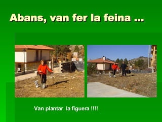 Abans, van fer la feina … Van plantar  la figuera !!!! 