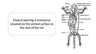 Reptilia Calotes Diagram