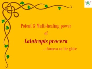 Potent & Multi-healing power
of
Calotropis procera
….Panacea on the globe
 