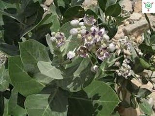 Calotropis | PDF