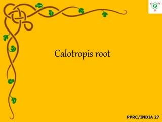 Calotropis | PDF