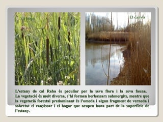L'estany de cal Raba és peculiar per la seva flora i la seva fauna.L'estany de cal Raba és peculiar per la seva flora i la seva fauna.
La vegetació és molt diversa, s’hi formen herbassars submergits, mentre queLa vegetació és molt diversa, s’hi formen herbassars submergits, mentre que
la vegetació forestal predominant és l’omeda i algun fragment de verneda ila vegetació forestal predominant és l’omeda i algun fragment de verneda i
sobretot el canyissar i el bogar que ocupen bona part de la superfície desobretot el canyissar i el bogar que ocupen bona part de la superfície de
l’estany.l’estany.
La boga El canyís
 
