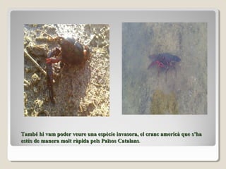 També hi vam poder veure una espècie invasora, el cranc americà queTambé hi vam poder veure una espècie invasora, el cranc americà que s’has’ha
estès de manera molt ràpida pels Països Catalansestès de manera molt ràpida pels Països Catalans..
 