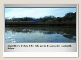 Aquest hivern, l’estany de Cal Raba gaudia d’una quantitat considerableAquest hivern, l’estany de Cal Raba gaudia d’una quantitat considerable
d’aigua.d’aigua.
 