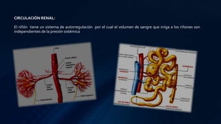 CIRCULACIÓN RENAL:
El riñón tiene un sistema de autorregulación por el cual el volumen de sangre que irriga a los riñones son
independientes de la presión sistémica
 