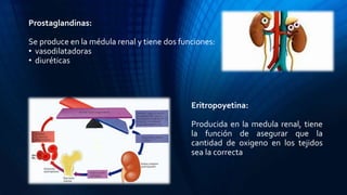 Prostaglandinas:
Se produce en la médula renal y tiene dos funciones:
• vasodilatadoras
• diuréticas
Eritropoyetina:
Producida en la medula renal, tiene
la función de asegurar que la
cantidad de oxigeno en los tejidos
sea la correcta
 