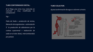 TUBO CONTORNEADO DISTAL:
Al el llega una orina muy reducida en
volumen y muy modificada en
composición
Vgr.-
Falta de Sodio = producción de renina,
liberación de angiotensina = estimulación
S´ la producción de aldosterona por la
corteza suprarrenal = reabsorción de
sodio en el tubo distal, intercambiandolo
por potasio
TUBO COLECTOR:
Ajusta la eliminación de agua o volumen urinario
 