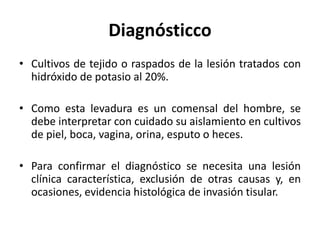 Diagnósticco
• Cultivos de tejido o raspados de la lesión tratados con
hidróxido de potasio al 20%.
• Como esta levadura es un comensal del hombre, se
debe interpretar con cuidado su aislamiento en cultivos
de piel, boca, vagina, orina, esputo o heces.
• Para confirmar el diagnóstico se necesita una lesión
clínica característica, exclusión de otras causas y, en
ocasiones, evidencia histológica de invasión tisular.
 
