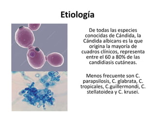 Etiología
De todas las especies
conocidas de Cándida, la
Cándida albicans es la que
origina la mayoría de
cuadros clínicos, representa
entre el 60 a 80% de las
candidiasis cutáneas.
Menos frecuente son C.
parapsilosis, C. glabrata, C.
tropicales, C.guillermondi, C.
stellatoidea y C. krusei.
 