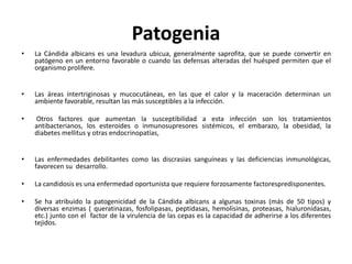 Patogenia
• La Cándida albicans es una levadura ubicua, generalmente saprofita, que se puede convertir en
patógeno en un entorno favorable o cuando las defensas alteradas del huésped permiten que el
organismo prolifere.
• Las áreas intertriginosas y mucocutáneas, en las que el calor y la maceración determinan un
ambiente favorable, resultan las más susceptibles a la infección.
• Otros factores que aumentan la susceptibilidad a esta infección son los tratamientos
antibacterianos, los esteroides o inmunosupresores sistémicos, el embarazo, la obesidad, la
diabetes mellitus y otras endocrinopatías,
• Las enfermedades debilitantes como las discrasias sanguíneas y las deficiencias inmunológicas,
favorecen su desarrollo.
• La candidosis es una enfermedad oportunista que requiere forzosamente factorespredisponentes.
• Se ha atribuido la patogenicidad de la Cándida albicans a algunas toxinas (más de 50 tipos) y
diversas enzimas ( queratinazas, fosfolipasas, peptidasas, hemolisinas, proteasas, hialuronidasas,
etc.) junto con el factor de la virulencia de las cepas es la capacidad de adherirse a los diferentes
tejidos.
 